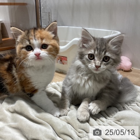 スコティッシュフォールドの写真