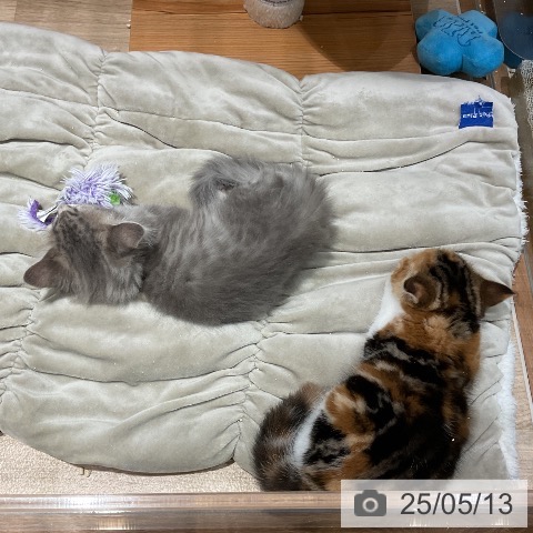 スコティッシュフォールドの写真