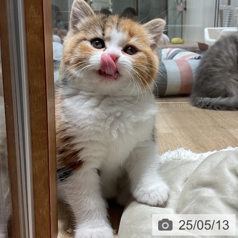 スコティッシュフォールドの写真