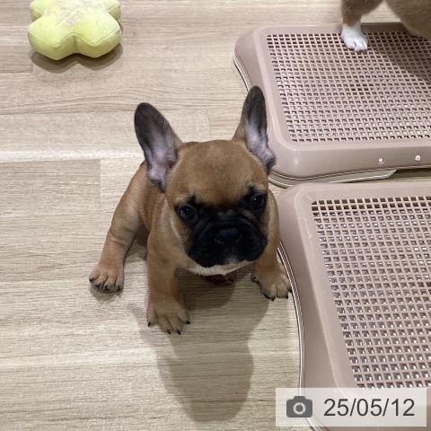 フレンチ・ブルドッグの写真