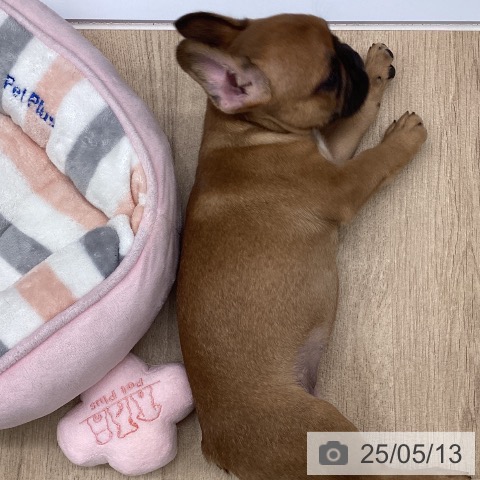 フレンチ・ブルドッグの写真