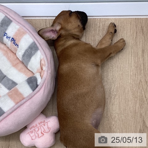 フレンチ・ブルドッグの写真