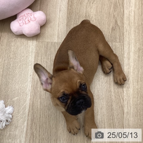 フレンチ・ブルドッグの写真