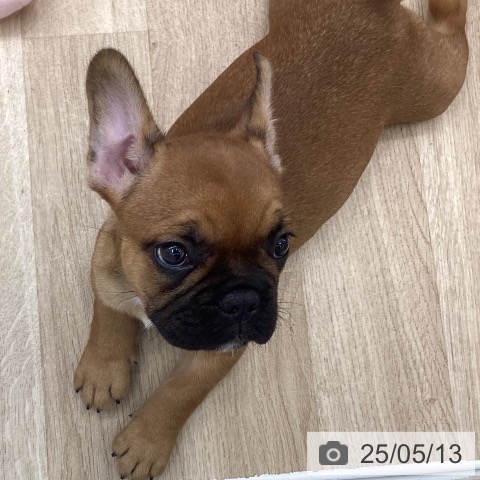 フレンチ・ブルドッグの写真