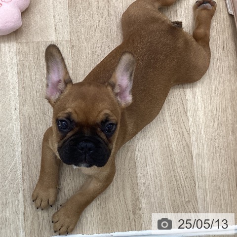 フレンチ・ブルドッグの写真