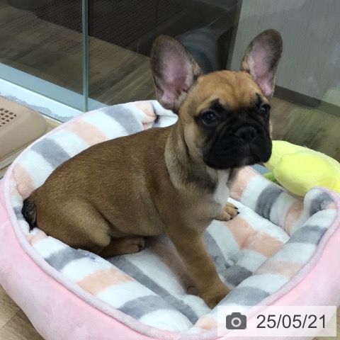フレンチ・ブルドッグの写真