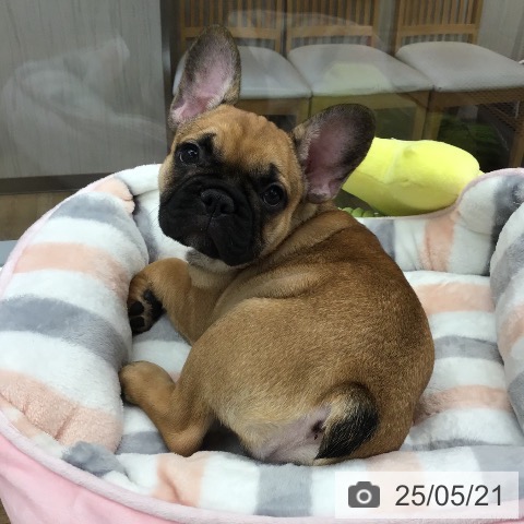 フレンチ・ブルドッグの写真