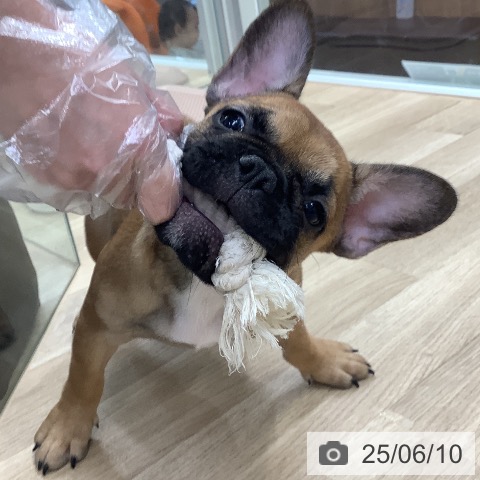フレンチ・ブルドッグの写真