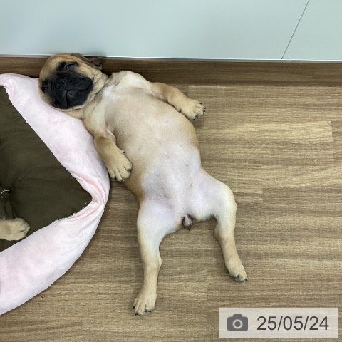 フレンチ・ブルドッグの写真