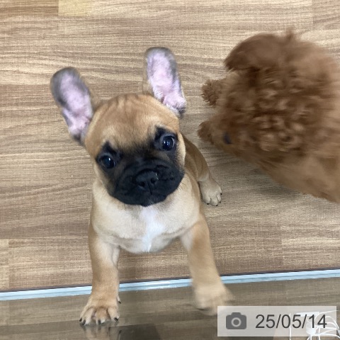 フレンチ・ブルドッグの写真
