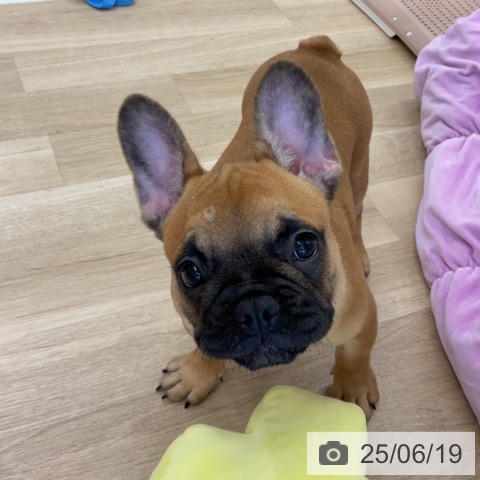 フレンチ・ブルドッグの写真