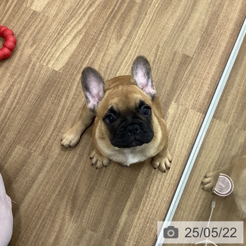 フレンチ・ブルドッグの写真
