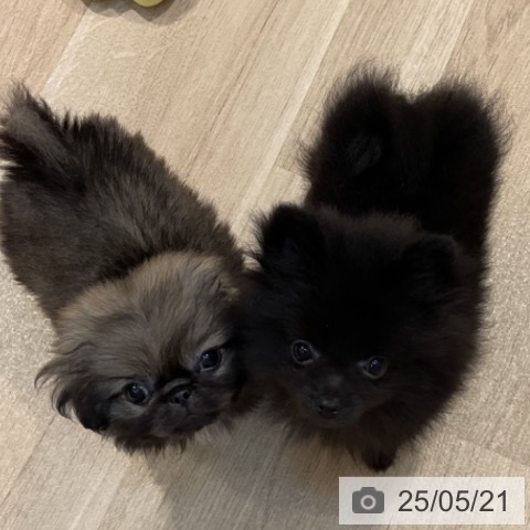 ペキニーズの写真