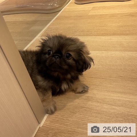 ペキニーズの写真