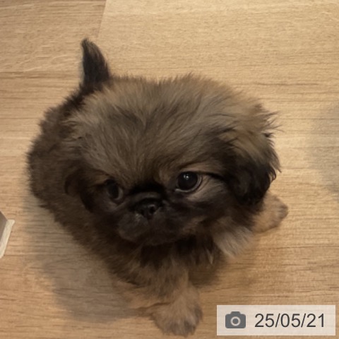 ペキニーズの写真