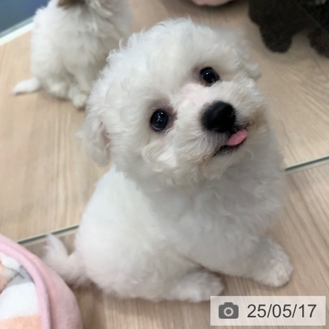 ビション・フリーゼの写真
