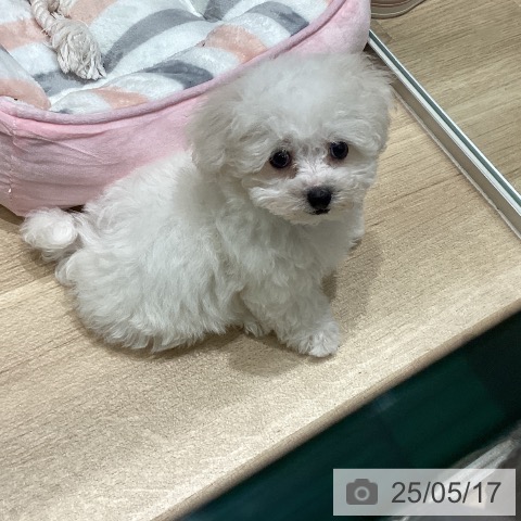 ビション・フリーゼの写真