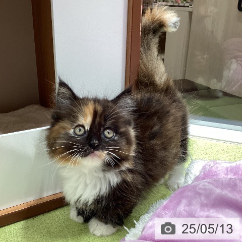 マンチカンの写真