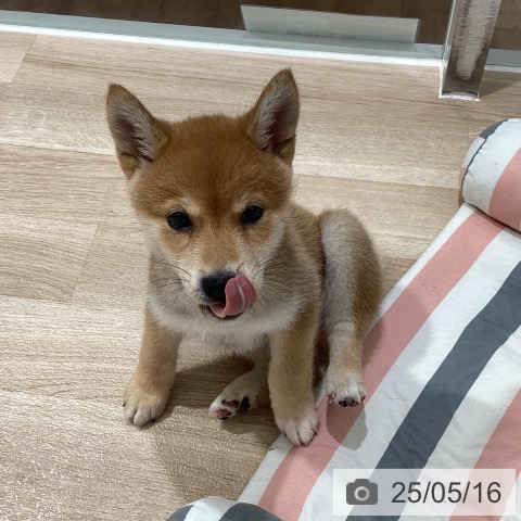 柴の写真