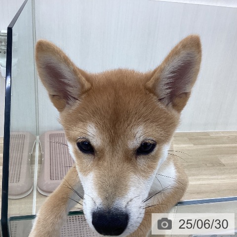 柴の写真