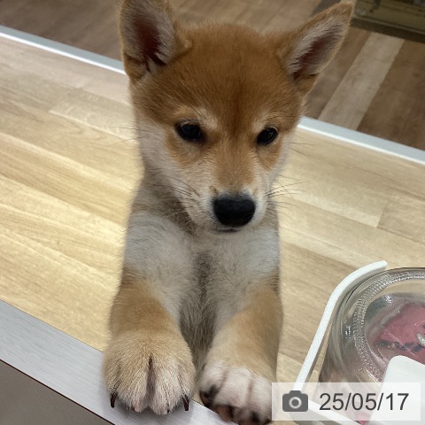 柴の写真