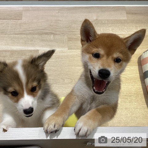 柴の写真