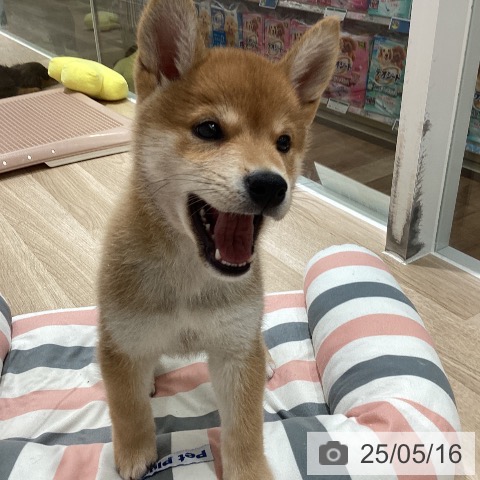 柴の写真