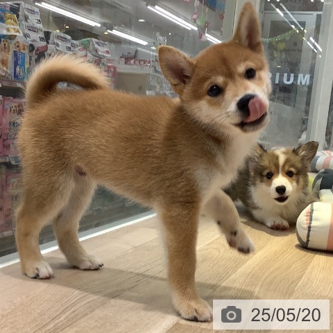 柴の写真
