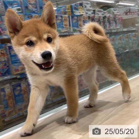 柴の写真