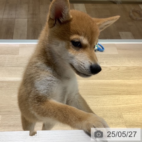 柴の写真
