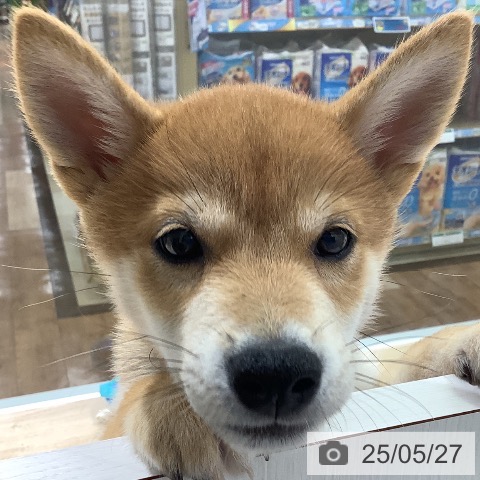 柴の写真