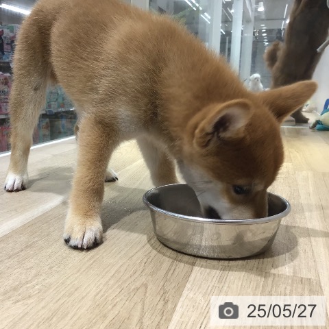 柴の写真