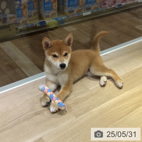 柴の写真