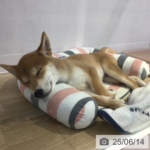 柴の写真