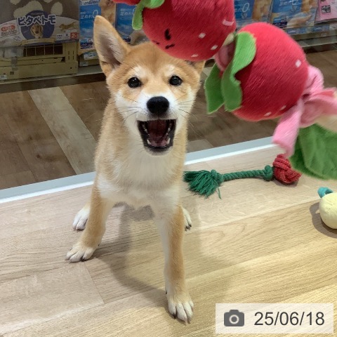 柴の写真