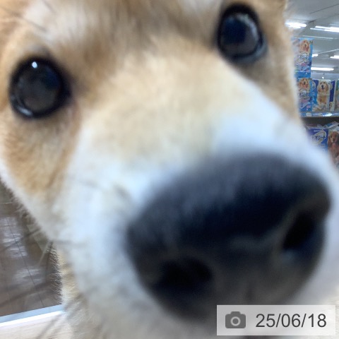 柴の写真