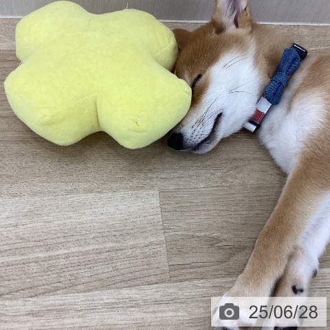 柴の写真