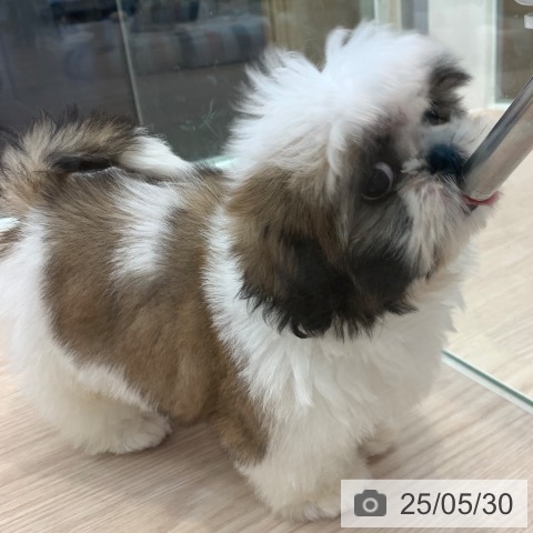 シー・ズーの写真