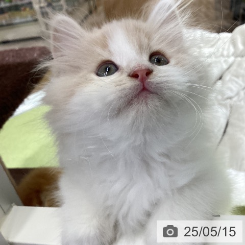 ラガマフィンの写真