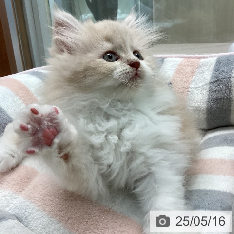 ラガマフィンの写真