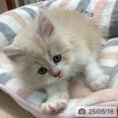 ラガマフィンの写真