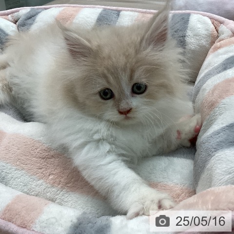 ラガマフィンの写真