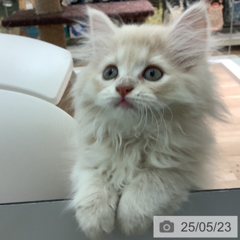 ラガマフィンの写真