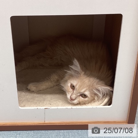 ラガマフィンの写真