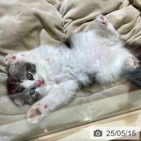 スコティッシュフォールドの写真