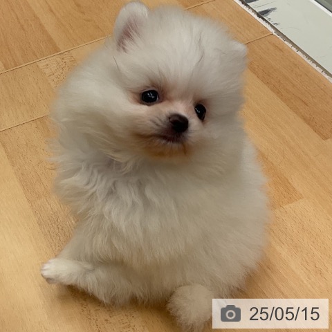 ポメラニアンの写真