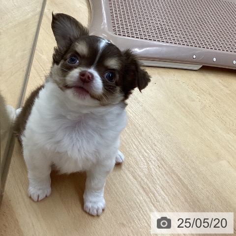チワワの写真