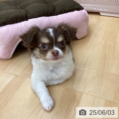 チワワの写真