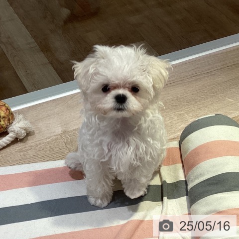 マルチーズの写真