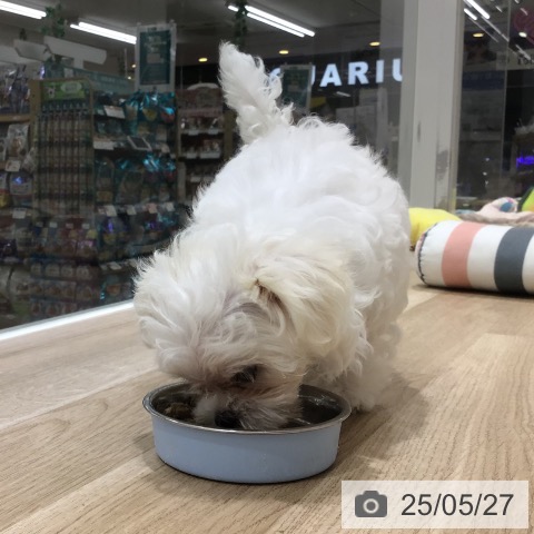 マルチーズの写真
